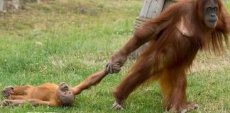 Foto que registra birra de orangotango arrastado pela mãe viraliza
