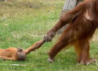 Foto que registra birra de orangotango arrastado pela mãe viraliza