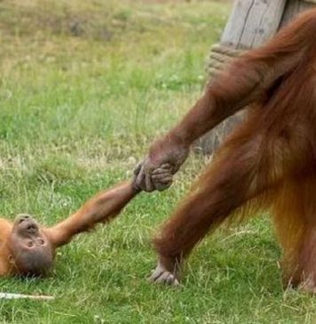 Foto que registra birra de orangotango arrastado pela mãe viraliza