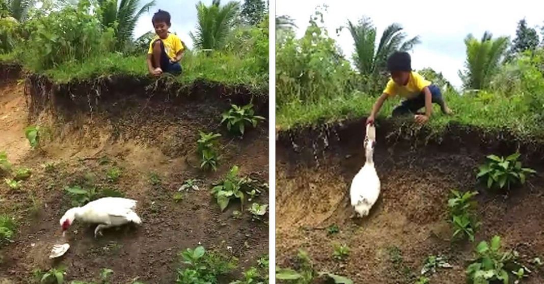 Pato gentil devolve chinelo de menino que havia caído em um barranco