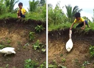 Pato gentil devolve chinelo de menino que havia caído em um barranco