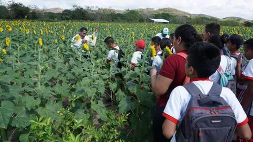 revistacarpediem.com - Foi construído no México um santuário para abelhas apenas de girassóis