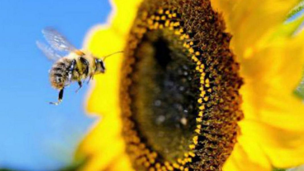 Foi construído no México um santuário para abelhas apenas de girassóis