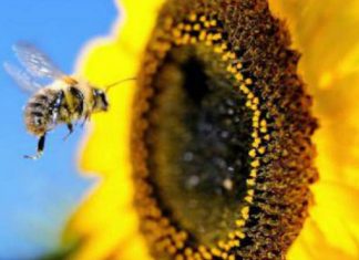 Foi construído no México um santuário para abelhas apenas de girassóis