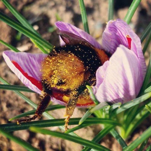 revistacarpediem.com - Fotos de dorminhocas abelhas dormindo de “bumbum pra cima” dentro de flores viralizam