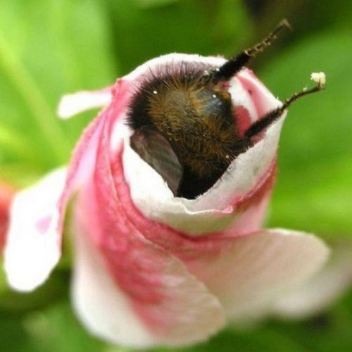 revistacarpediem.com - Fotos de dorminhocas abelhas dormindo de “bumbum pra cima” dentro de flores viralizam