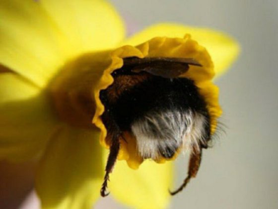 revistacarpediem.com - Fotos de dorminhocas abelhas dormindo de “bumbum pra cima” dentro de flores viralizam