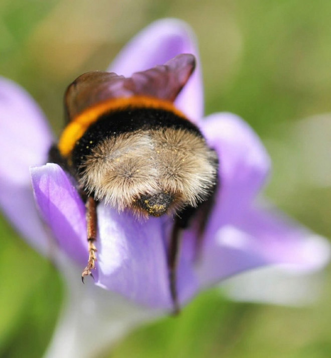 revistacarpediem.com - Fotos de dorminhocas abelhas dormindo de “bumbum pra cima” dentro de flores viralizam