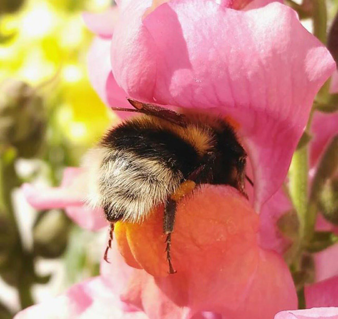 revistacarpediem.com - Fotos de dorminhocas abelhas dormindo de “bumbum pra cima” dentro de flores viralizam