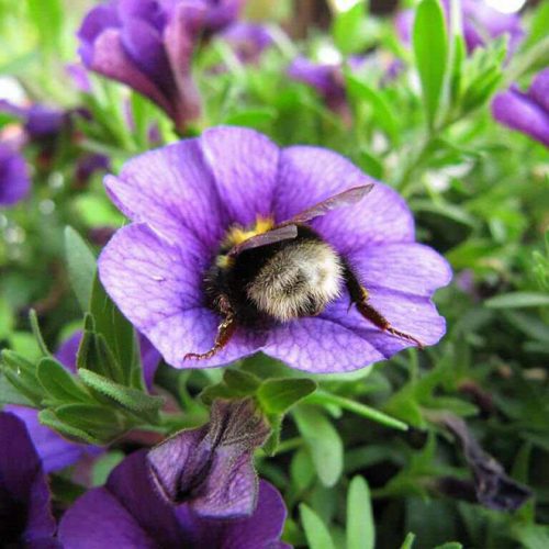 revistacarpediem.com - Fotos de dorminhocas abelhas dormindo de “bumbum pra cima” dentro de flores viralizam