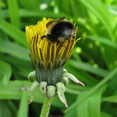 revistacarpediem.com - Fotos de dorminhocas abelhas dormindo de “bumbum pra cima” dentro de flores viralizam