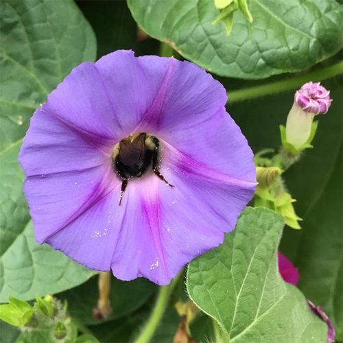 revistacarpediem.com - Fotos de dorminhocas abelhas dormindo de “bumbum pra cima” dentro de flores viralizam