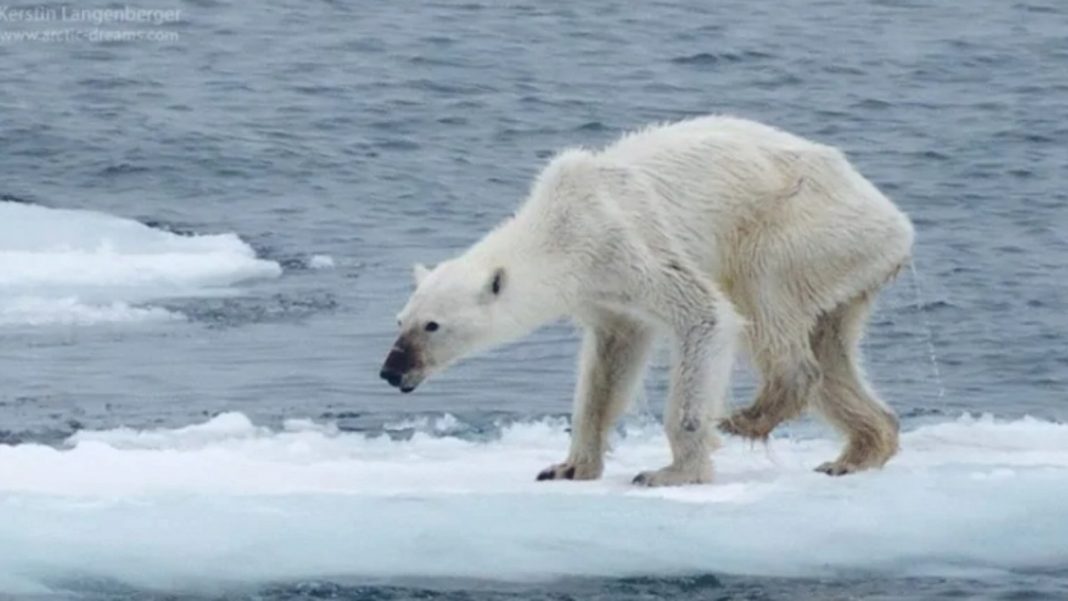 Pesquisa revela que em 40 anos, a humanidade já exterminou 60% dos animais do planeta