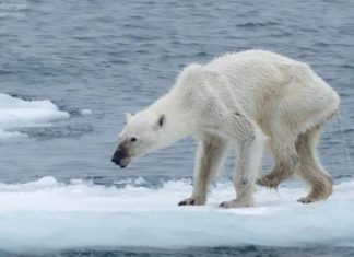 Pesquisa revela que em 40 anos, a humanidade já exterminou 60% dos animais do planeta