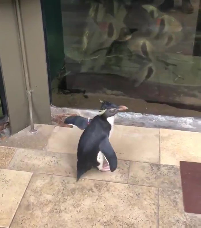 1 5e70bd5173849  700 - Após o fechamento, aquário de Chicago libera seus pinguins para uma "excursão"
