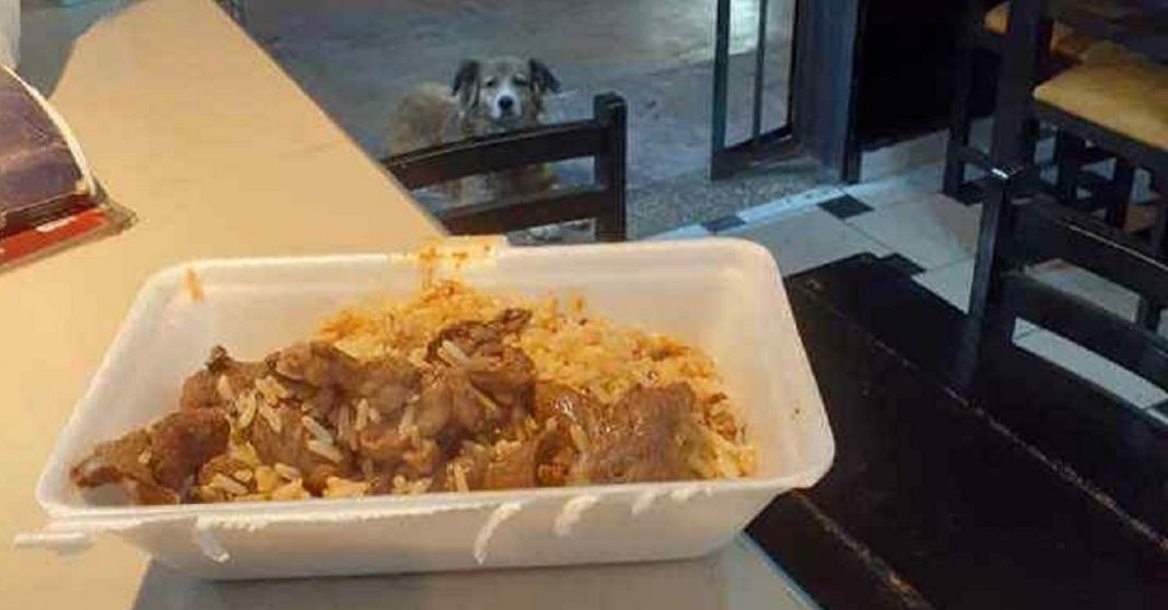 Restaurante evita desperdício dando as sobras aos cães de rua