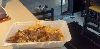 Restaurante evita desperdício dando as sobras aos cães de rua