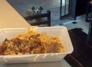 Restaurante evita desperdício dando as sobras aos cães de rua