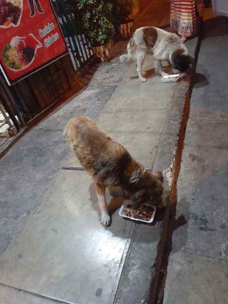 revistacarpediem.com - Restaurante evita desperdício dando as sobras aos cães de rua