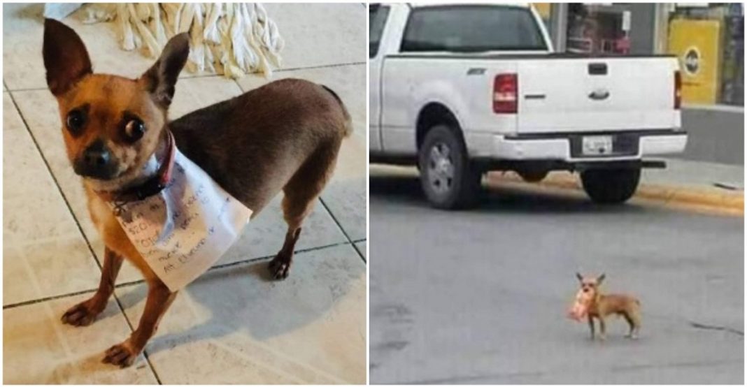 Em quarentena, homem manda sua cadelinha fazer compras com bilhete na coleira