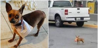 Em quarentena, homem manda sua cadelinha fazer compras com bilhete na coleira