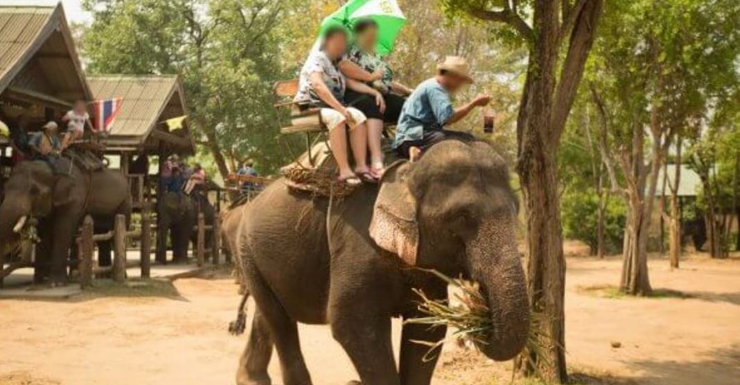 78 elefantes são libertados por falta de turistas para montá-los graças a pandemia do novo coronavírus