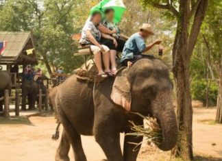 78 elefantes são libertados por falta de turistas para montá-los graças a pandemia do novo coronavírus