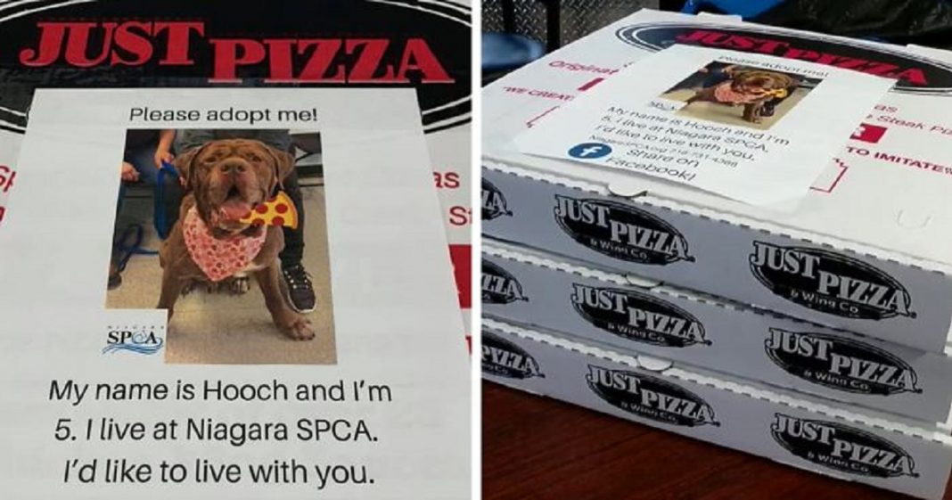 Pizzaria faz parceria com abrigo e ajuda a adotar cães com fotos em caixas de pizza