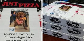 Pizzaria faz parceria com abrigo e ajuda a adotar cães com fotos em caixas de pizza