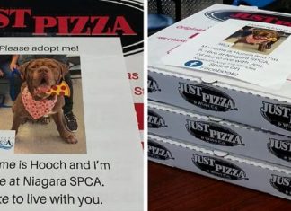 Pizzaria faz parceria com abrigo e ajuda a adotar cães com fotos em caixas de pizza