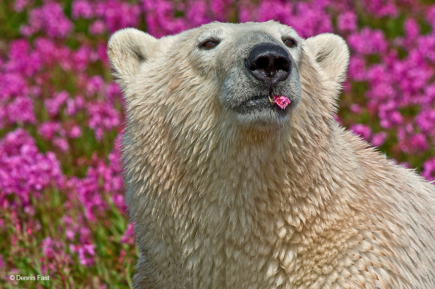 polar bear playing flower field dennis fast 13 - Fotógrafo canadense registra urso polar brincando em campo de flores