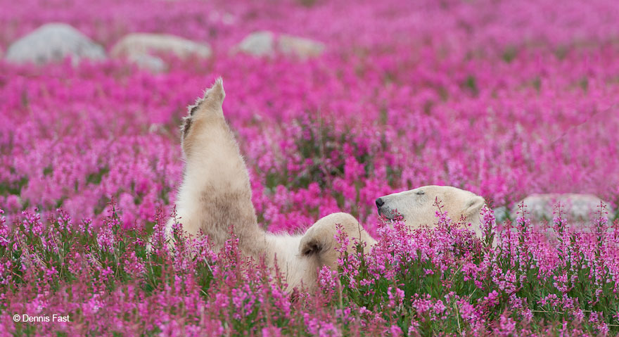 polar bear playing flower field dennis fast 21 - Fotógrafo canadense registra urso polar brincando em campo de flores