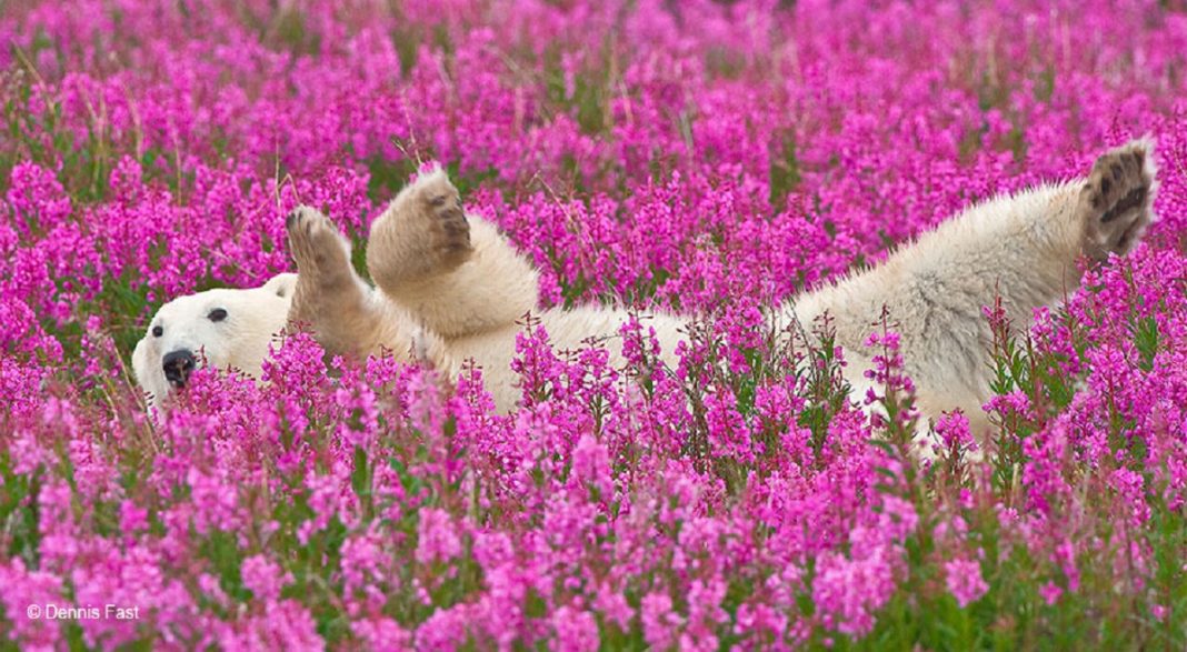 Fotógrafo canadense registra urso polar brincando em campo de flores