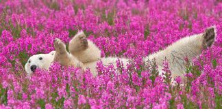 Fotógrafo canadense registra urso polar brincando em campo de flores