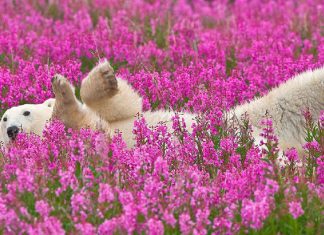 Fotógrafo canadense registra urso polar brincando em campo de flores