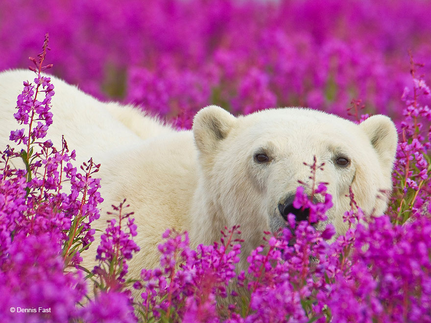 polar bear playing flower field dennis fast 23 - Fotógrafo canadense registra urso polar brincando em campo de flores