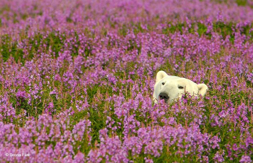 revistacarpediem.com - Fotógrafo canadense registra urso polar brincando em campo de flores