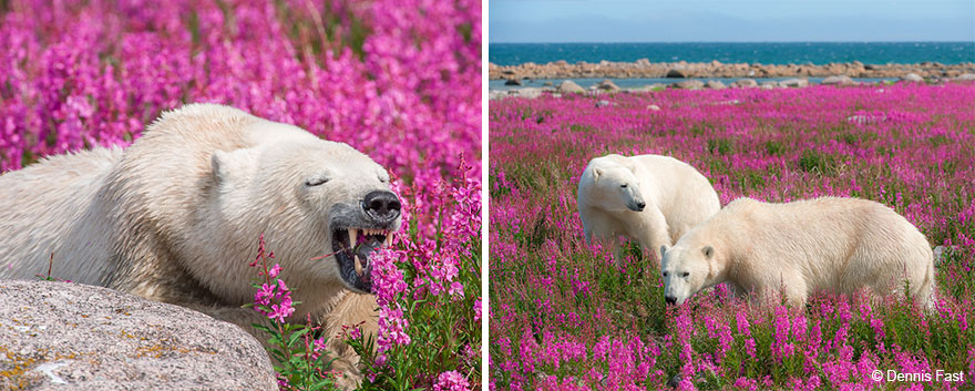 revistacarpediem.com - Fotógrafo canadense registra urso polar brincando em campo de flores