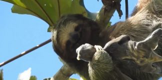 Incrível! Vídeo mostra preguiça dando à luz nas alturas