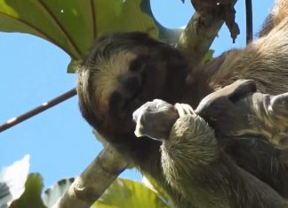 Incrível! Vídeo mostra preguiça dando à luz nas alturas