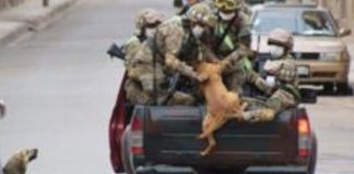 Cães abandonados perseguem carro de militares e acabam sendo adotados