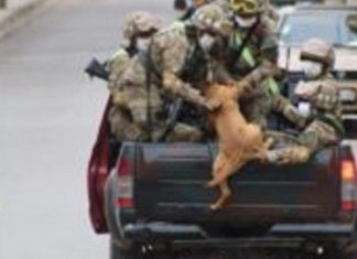 Cães abandonados perseguem carro de militares e acabam sendo adotados
