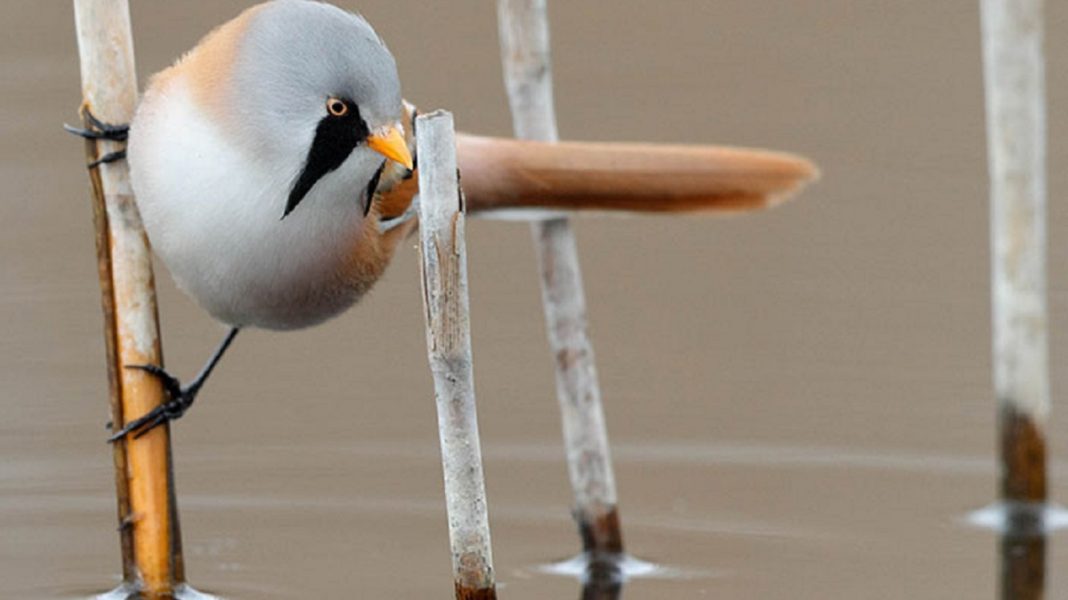 Esses sãos  os Bearded Reedling, pássaros redondinhos, barbudos e a mega adoráveis