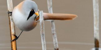 Esses sãos  os Bearded Reedling, pássaros redondinhos, barbudos e a mega adoráveis