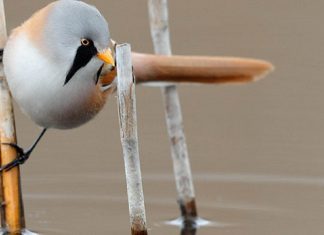 Esses sãos  os Bearded Reedling, pássaros redondinhos, barbudos e a mega adoráveis