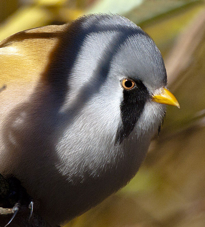 revistacarpediem.com - Esses sãos  os Bearded Reedling, pássaros redondinhos, barbudos e a mega adoráveis