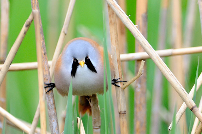 revistacarpediem.com - Esses sãos  os Bearded Reedling, pássaros redondinhos, barbudos e a mega adoráveis