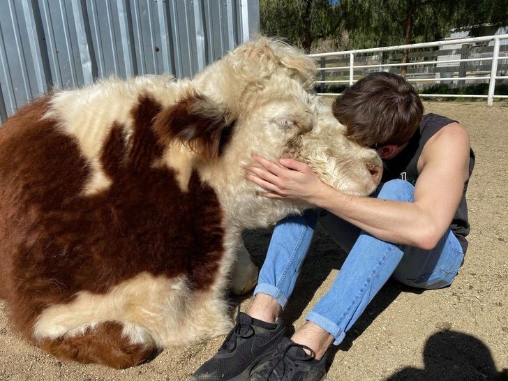 revistacarpediem.com - 10 Fotos  que mostram o quanto os animais precisam de nós assim como precisamos deles