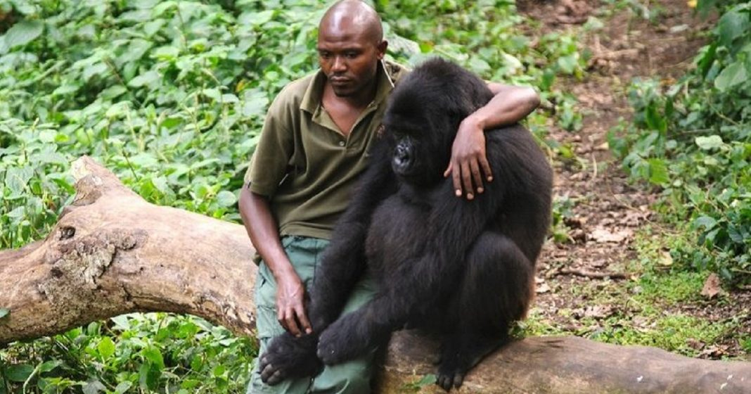 10 Fotos  que mostram o quanto os animais precisam de nós assim como precisamos deles