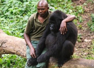 10 Fotos  que mostram o quanto os animais precisam de nós assim como precisamos deles